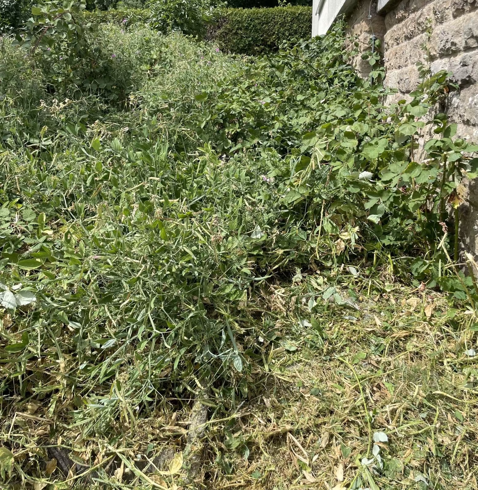 Dichter Bewuchs vor den Gartenarbeiten